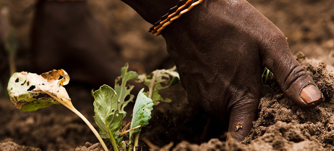Foto: FAO/Olivier Asselin. Los suelos sanos son necesarios para la producción de alimentos.