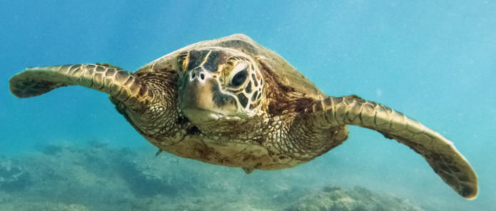 Biomark lanza una base de datos de marcado de tortugas marinas, de acceso abierto