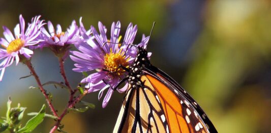 Mariposa monarca ¿en peligro de extinción?