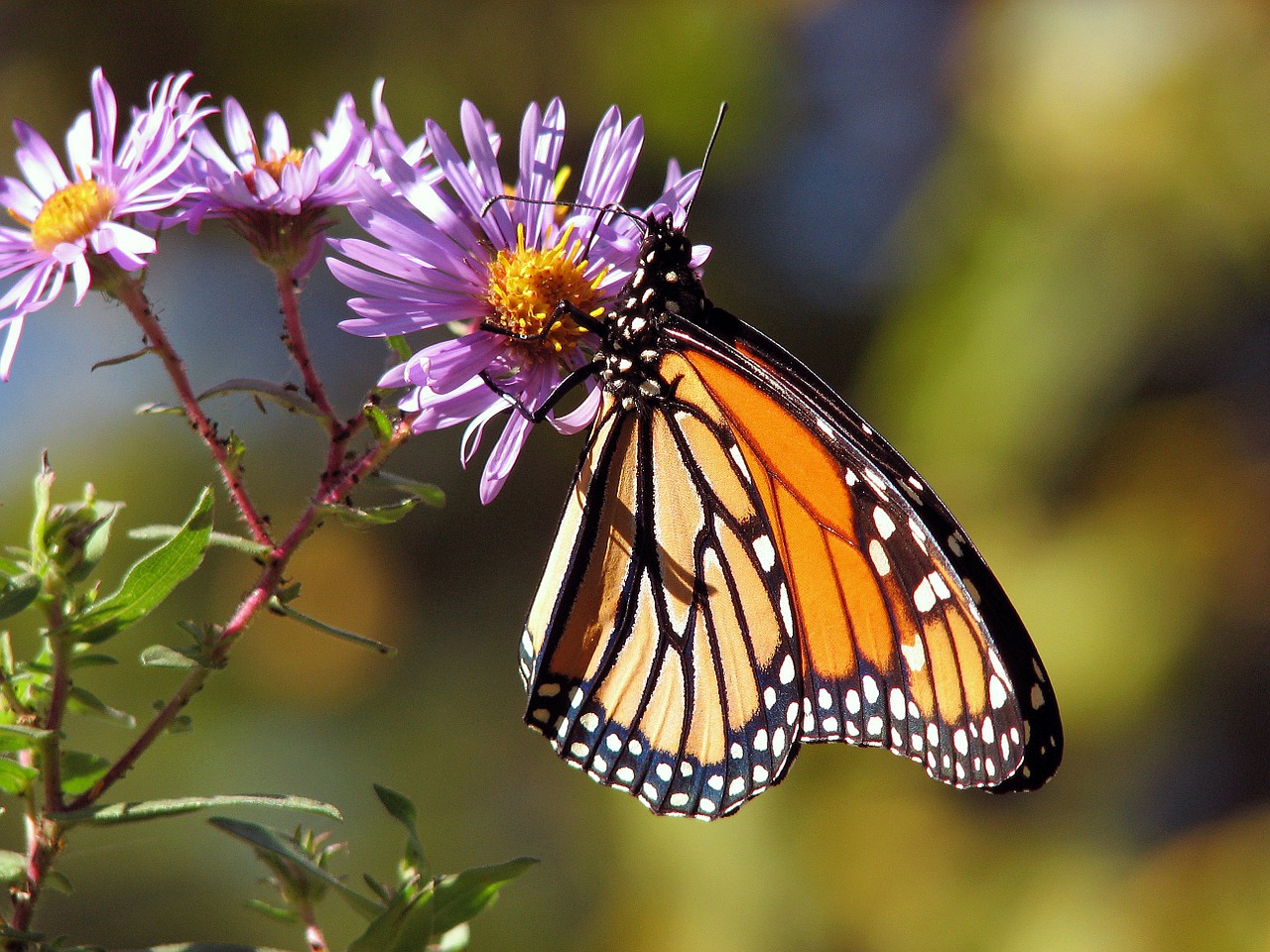 Mariposa monarca ¿en peligro de extinción?