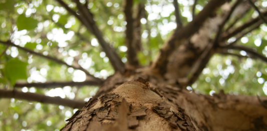 ¿Qué es la reforestación?