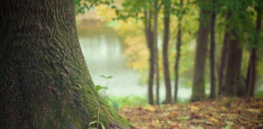 La biodiversidad de los suelos es fundamental para alimentar al planeta