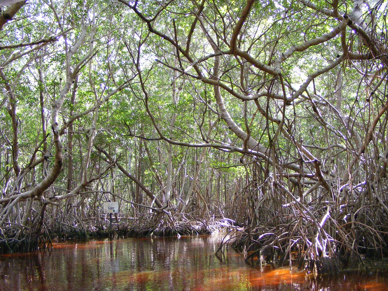 Bosques de mangle, aliados clave para hacer frente al cambio climático