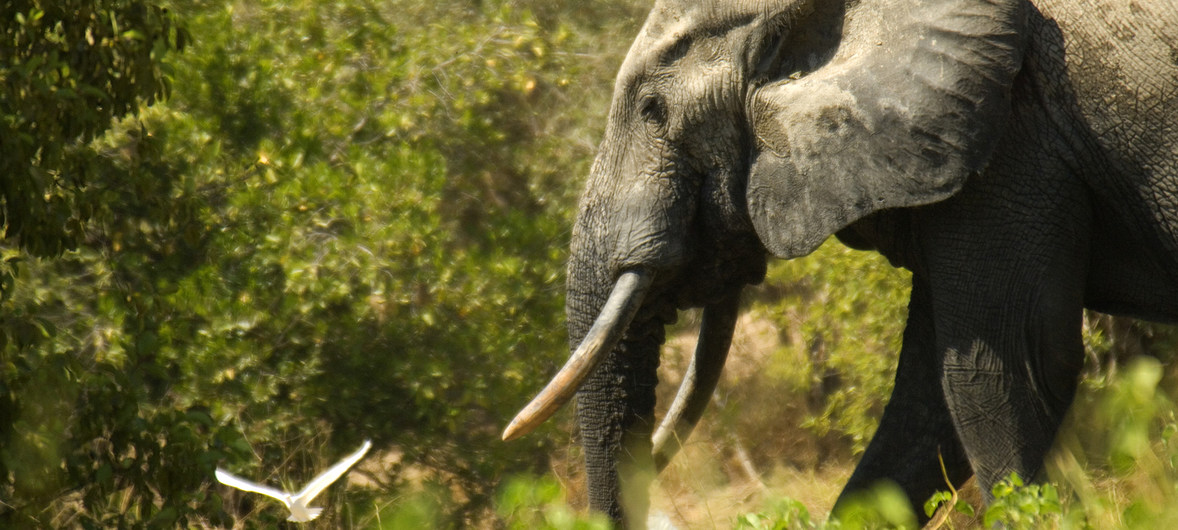 Los elefantes africanos, cada vez más amenazados por la caza ilegal