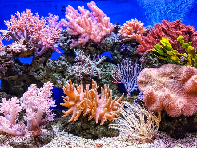 14% de los arrecifes de coral se han perdido por el aumento de la temperatura del mar