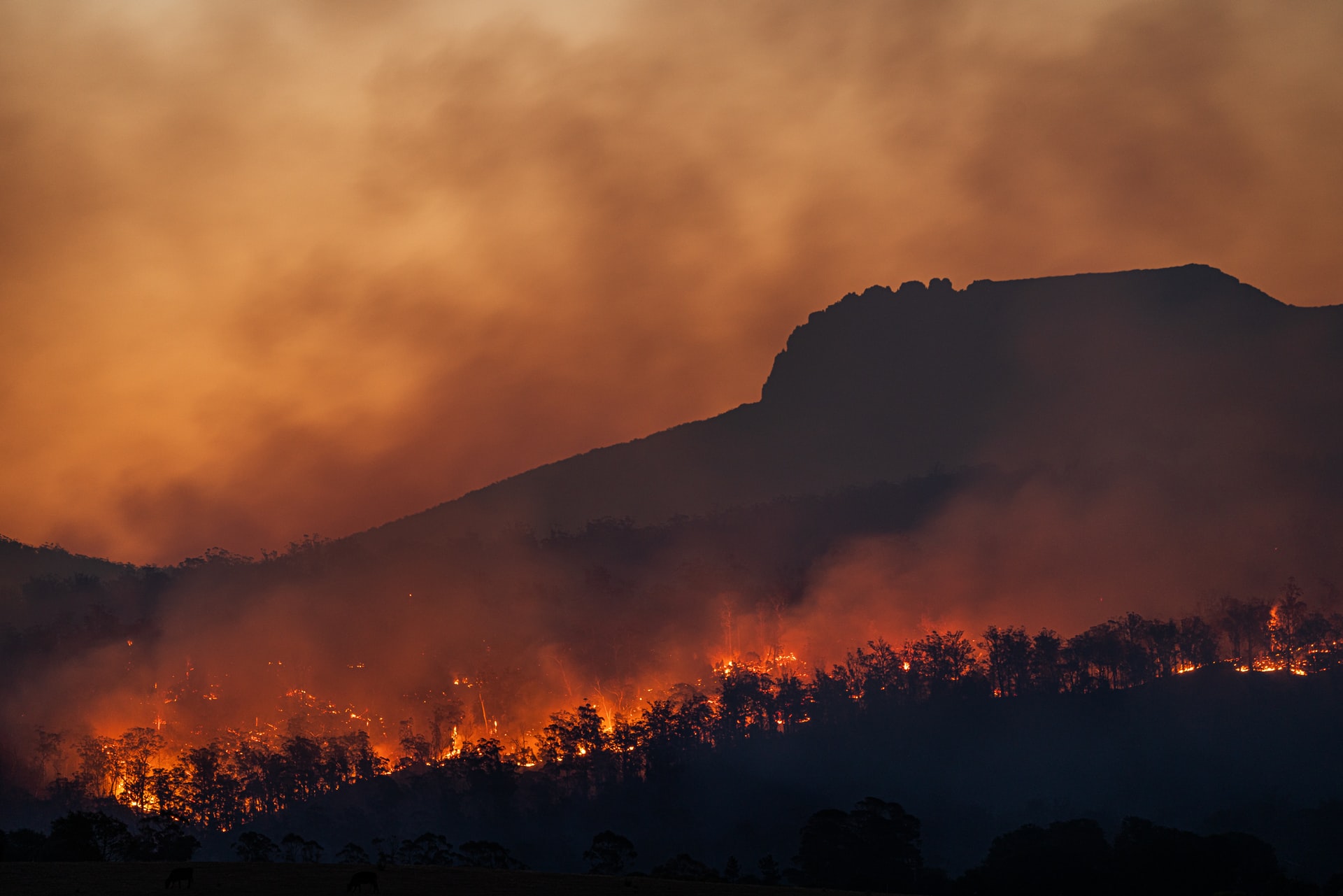 Los incendios forestales aumentarán un 30% para 2050