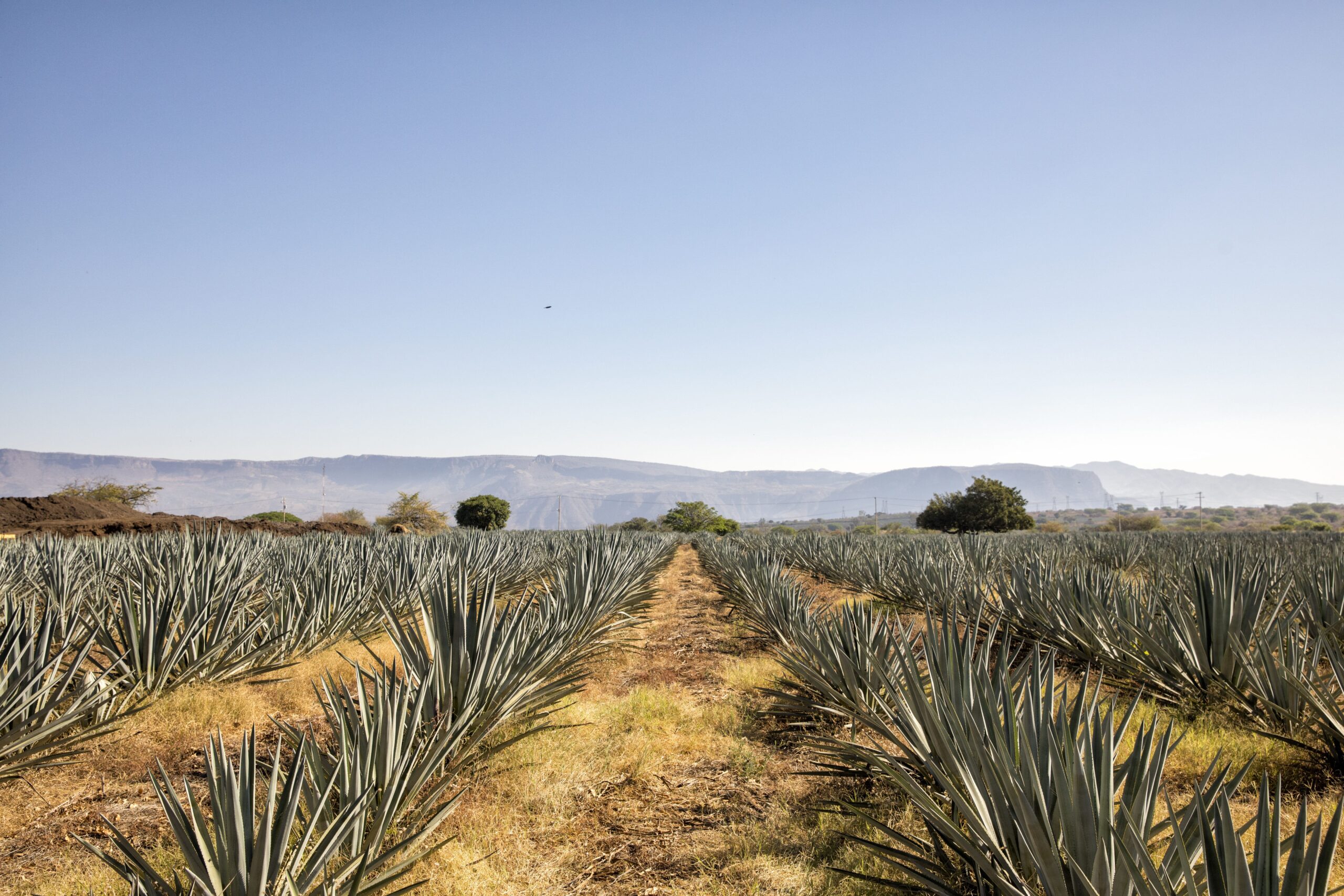 Brown-Forman México eleva sus compromisos ambientales