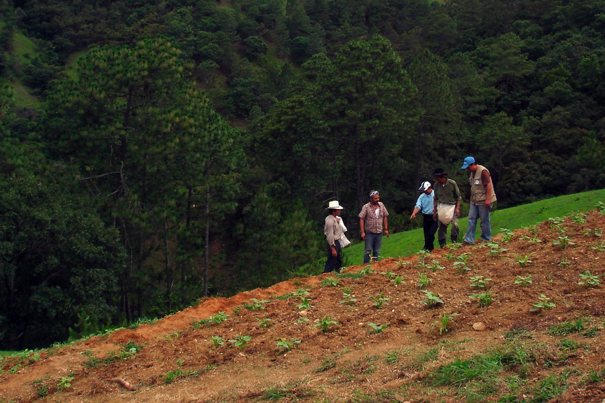 La FAO impulsará el mapeo de nutrientes del suelo en Centroamérica y África subsahariana