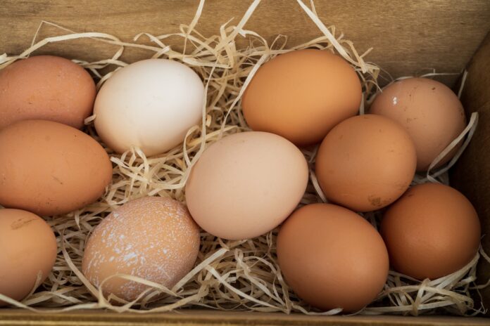 El huevo o la gallina, ¿qué fue primero?