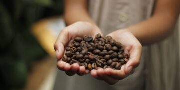 Las empresas cafetaleras mexicanas buscan ahorrar energía