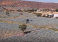 Diageo presenta drones para impulsar la eficiencia agrícola y los beneficios ambientales en el cultivo de tequila en México
