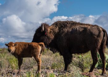 Cemex logra primer ciclo de reproducción de bisontes en su Reserva Natural El Carmen