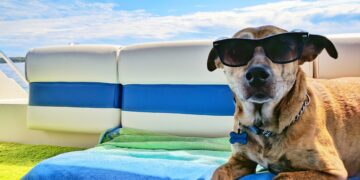 Las altas temperaturas del verano podrían poner en riesgo la salud de tus mascotas