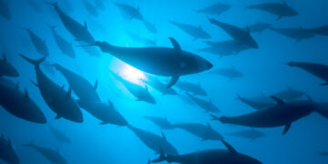 Apoyarán aplicación del tratado sobre la conservación y el uso sostenible de la biodiversidad marina en alta mar