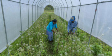 Arranca la Cumbre de las Naciones Unidas sobre Sistemas Alimentarios +2