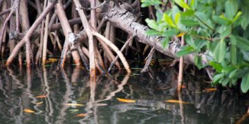Los manglares desaparecen de 3 a 5 veces más rápido que los bosques en el mundo
