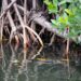 Los manglares desaparecen de 3 a 5 veces más rápido que los bosques en el mundo