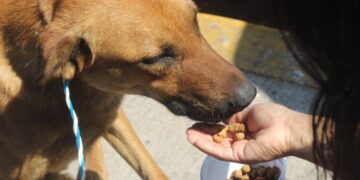 Apoyo a albergues y refugios animales