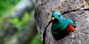 Llamado a la tierra destaca esfuerzos para conservar el quetzal resplandeciente, ave emblemática de Centro América