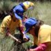 Earthgonomic y Grupo Coppel realizan dos jornadas de reforestación