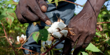 La sostenibilidad del algodón pasa por la ciencia, las inversiones y la gobernanza