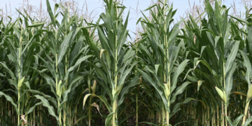 El índice de precios de los alimentos de la FAO se mantiene sin variaciones en septiembre