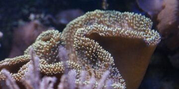 La importancia de los arrecifes coralinos y el fenómeno de blanqueamiento