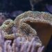 La importancia de los arrecifes coralinos y el fenómeno de blanqueamiento