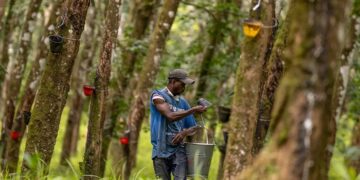 teammate collecting rubber from tree